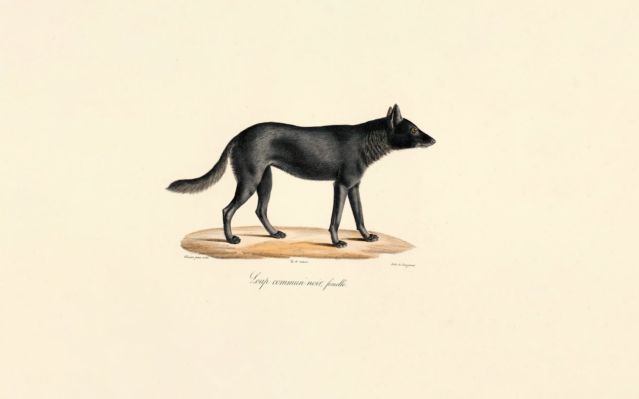 Lupo nero femmina da Jacques Christophe Werner