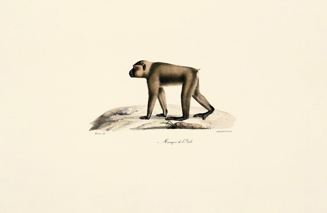 Cappello da macaco da Jacques Christophe Werner