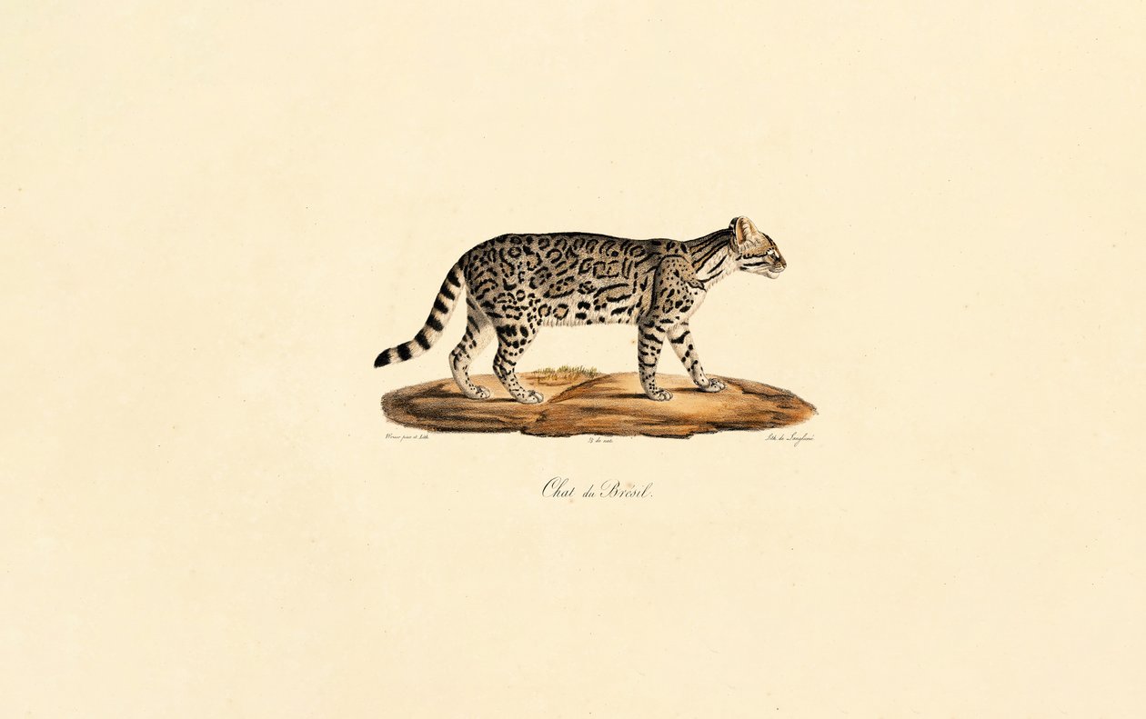  da Jacques Christophe Werner