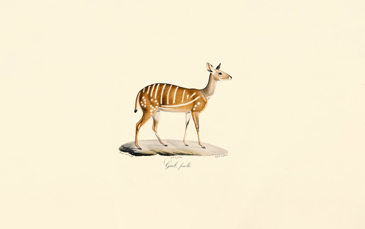  da Jacques Christophe Werner