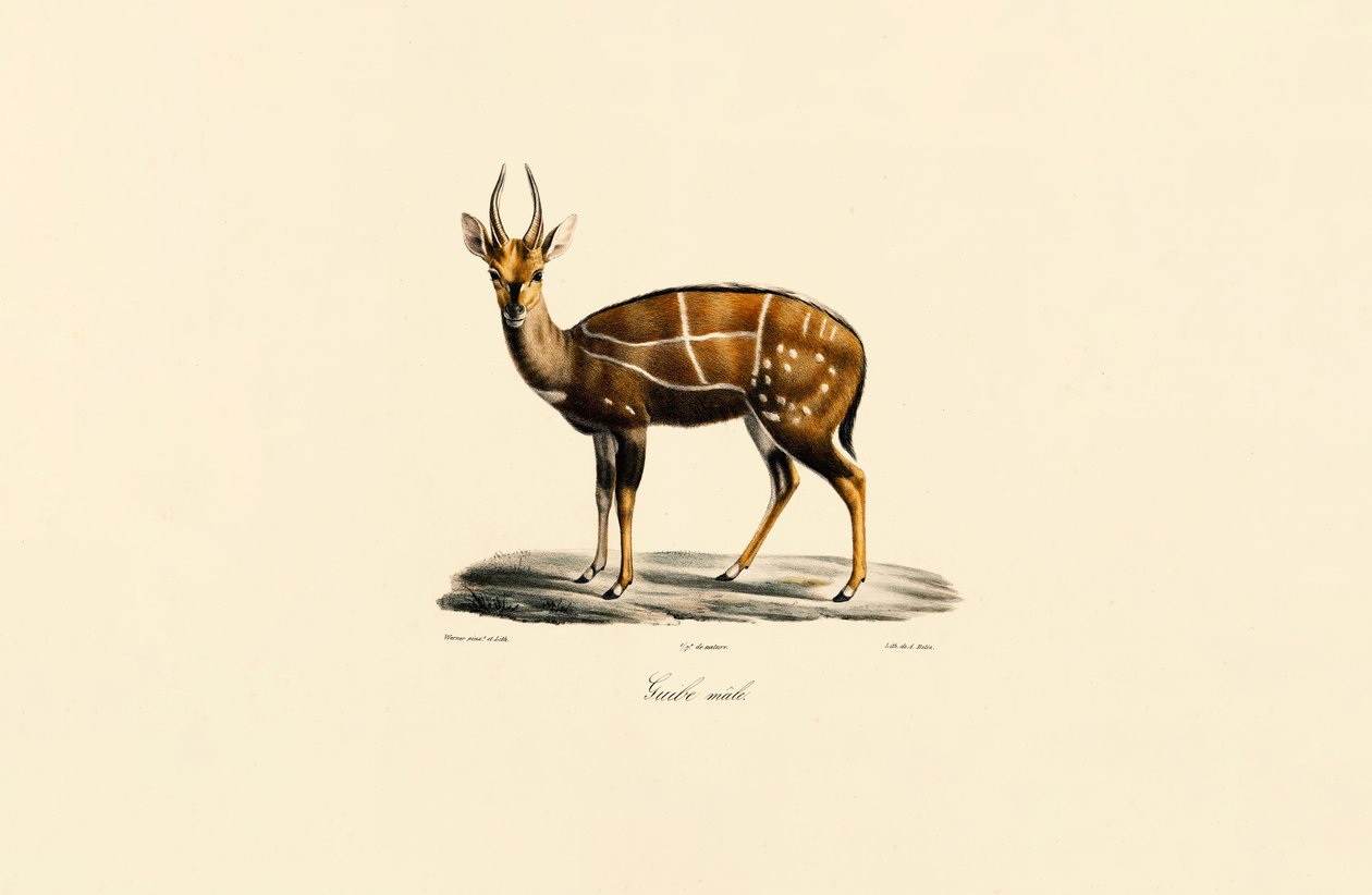 Boscaglia (maschio) da Jacques Christophe Werner