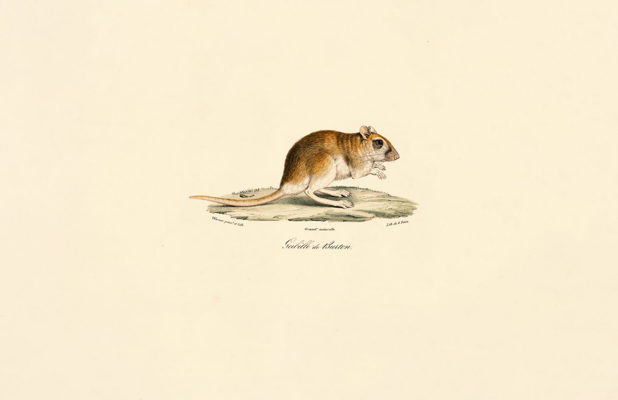  da Jacques Christophe Werner