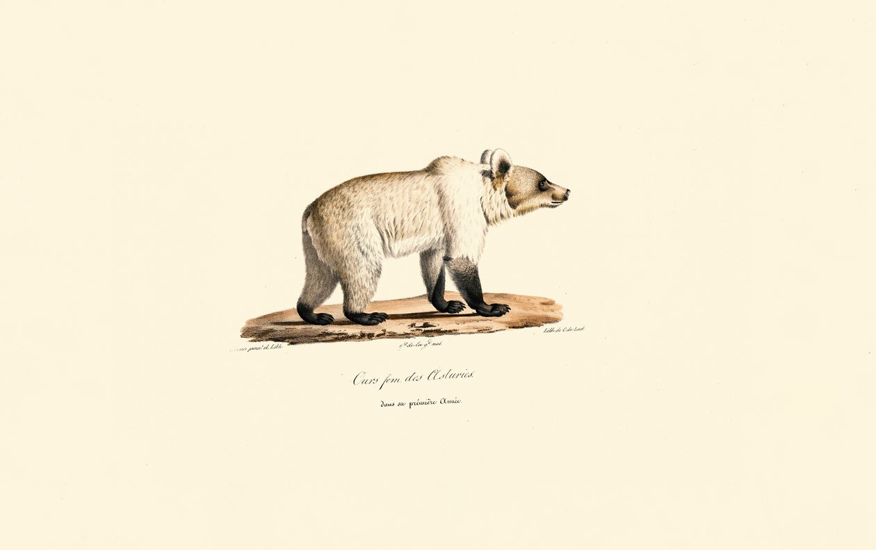 Orso bruno cantabrico (Ursus arctos pyrenaicus) da Jacques Christophe Werner