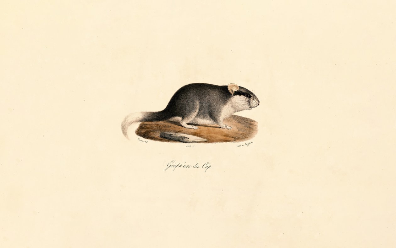 Ghiro del Capo da Jacques Christophe Werner