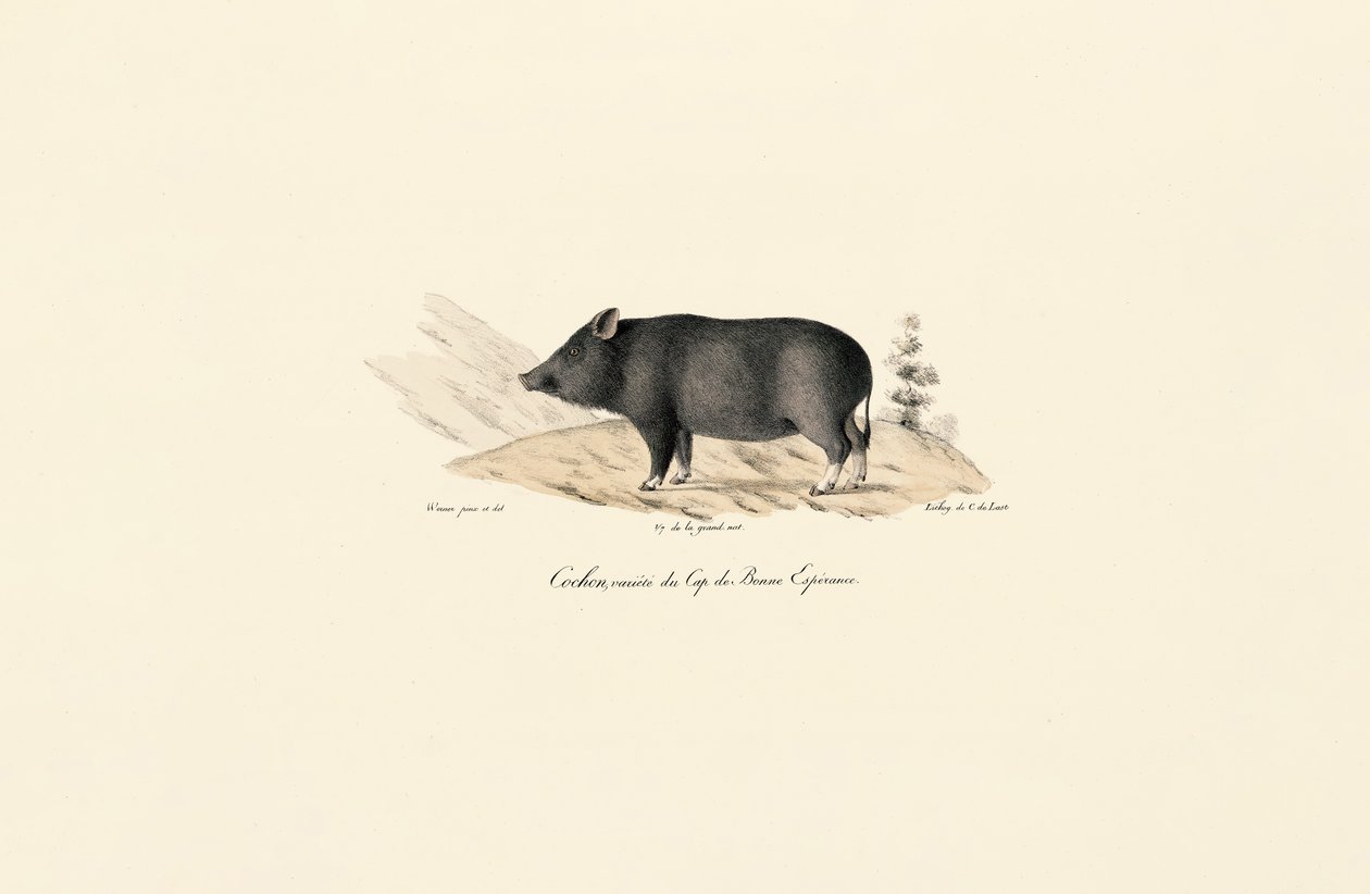 Facocero del Capo da Jacques Christophe Werner