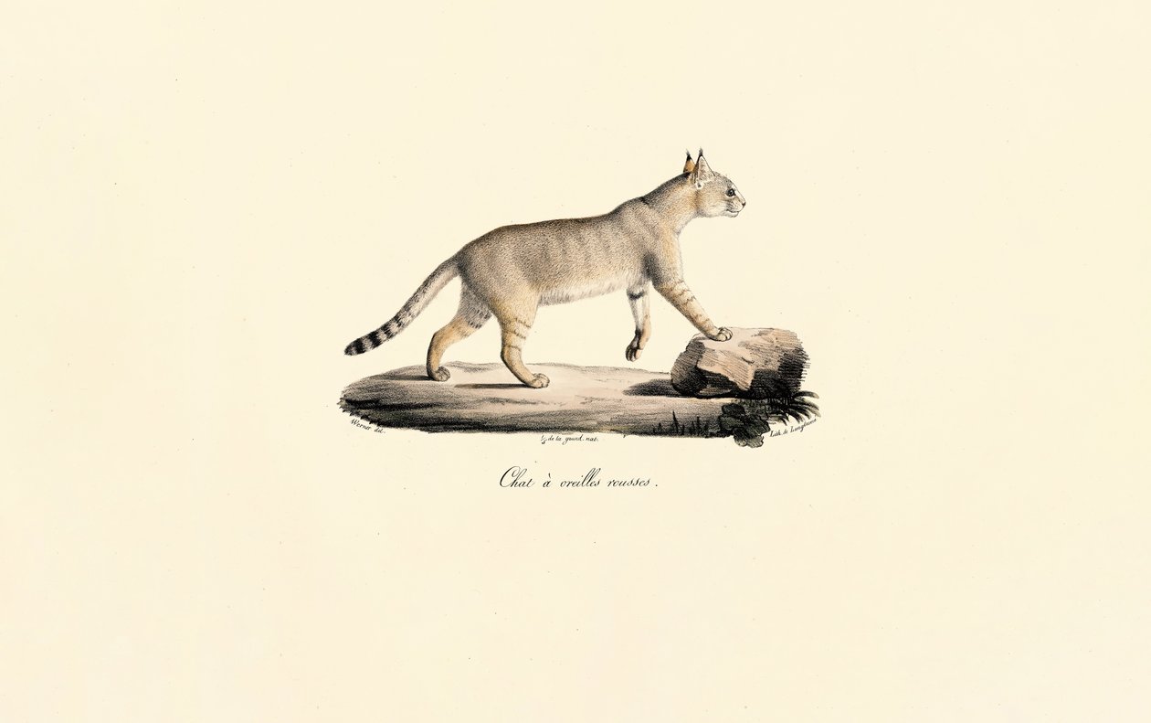 Caracal da Jacques Christophe Werner