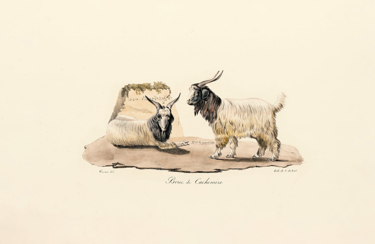 Capra Cashmere da Jacques Christophe Werner