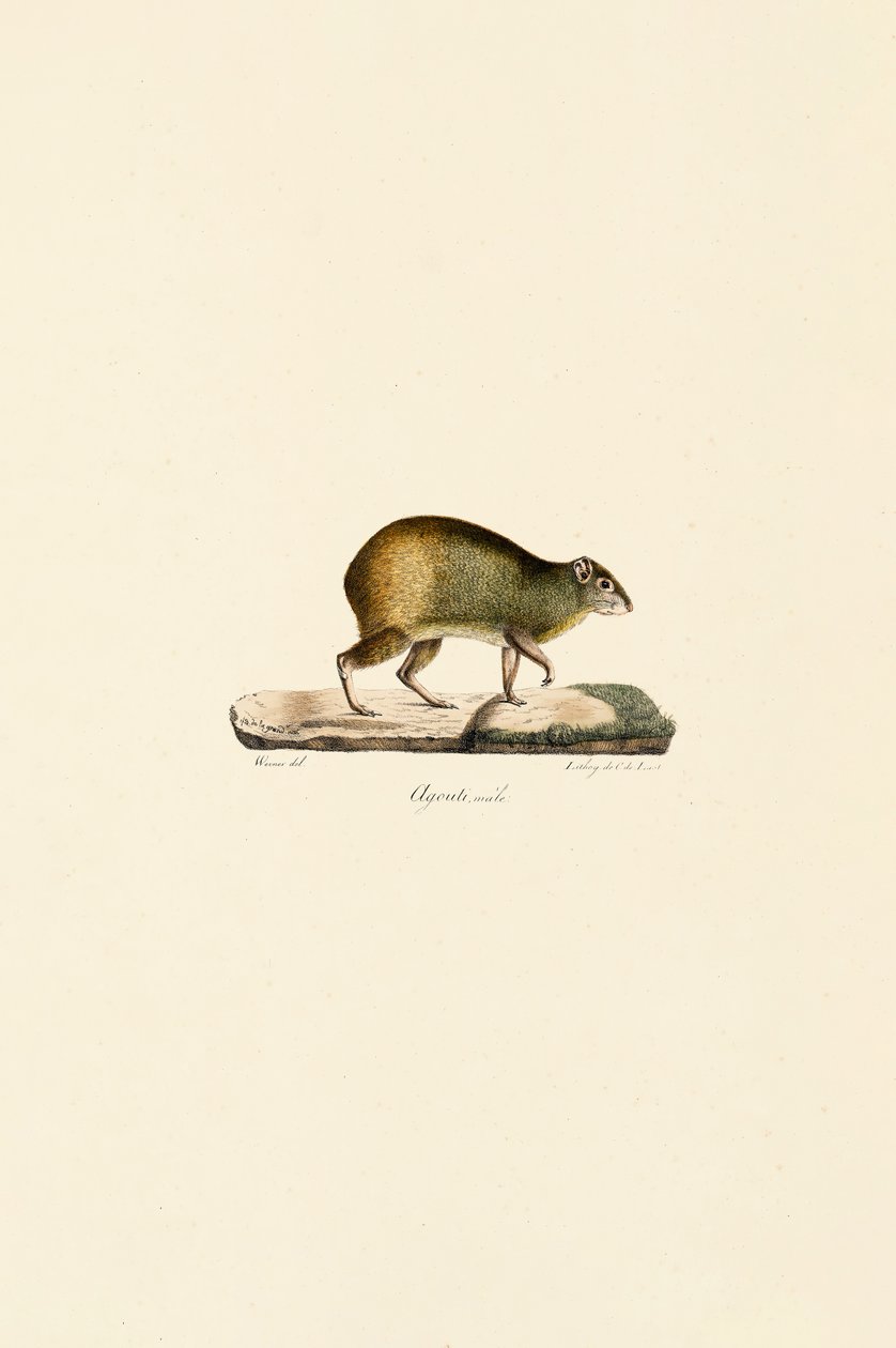 da Jacques Christophe Werner
