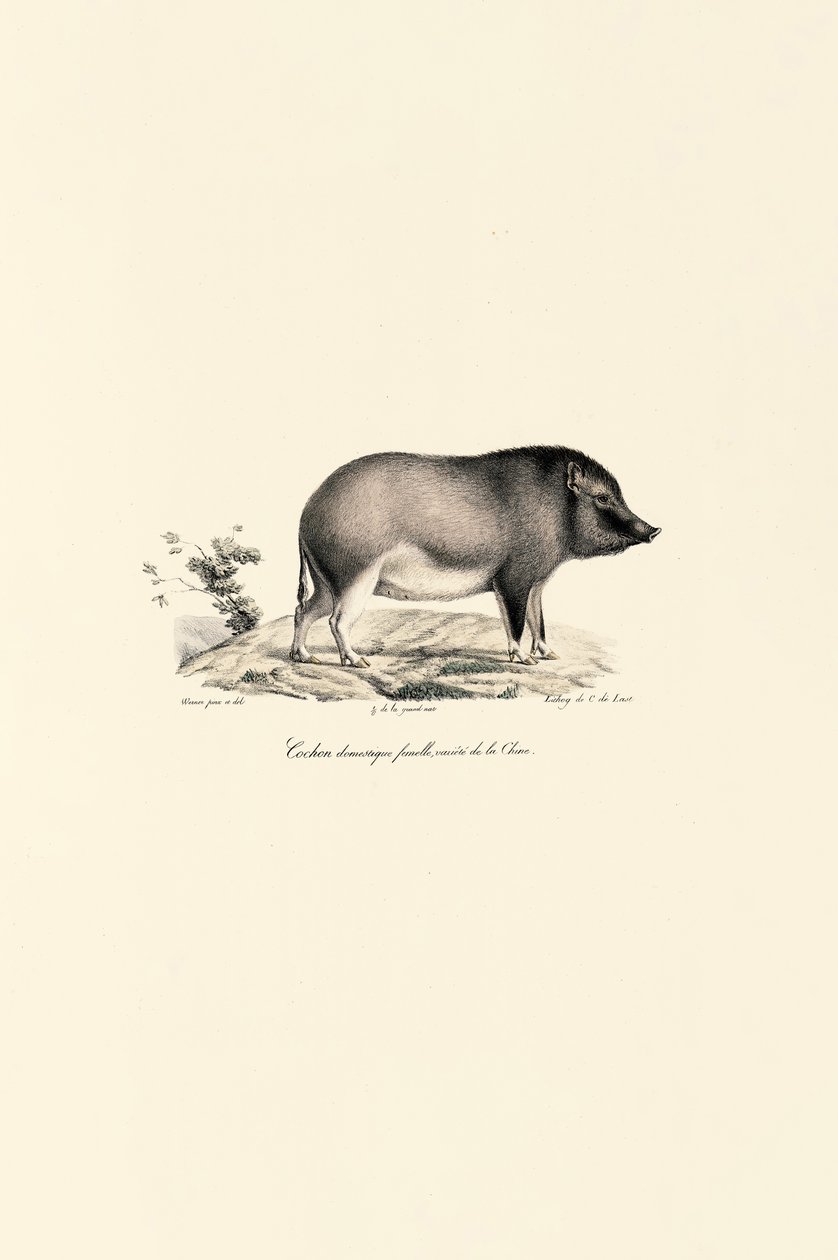  da Jacques Christophe Werner
