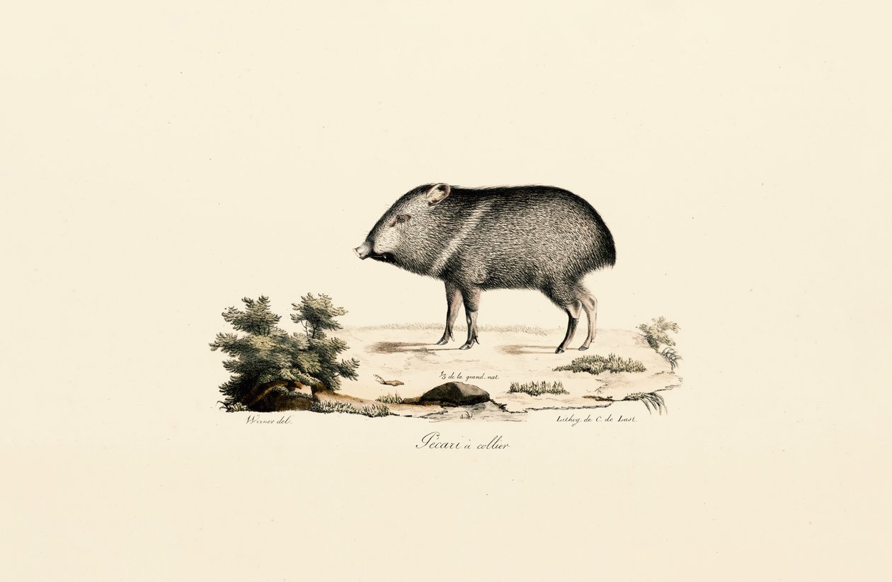 Collared Peccary da Jacques Christophe Werner