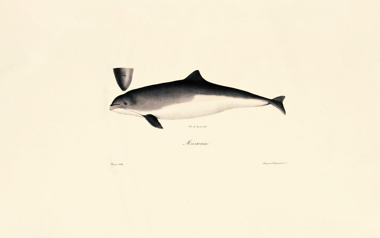  da Jacques Christophe Werner