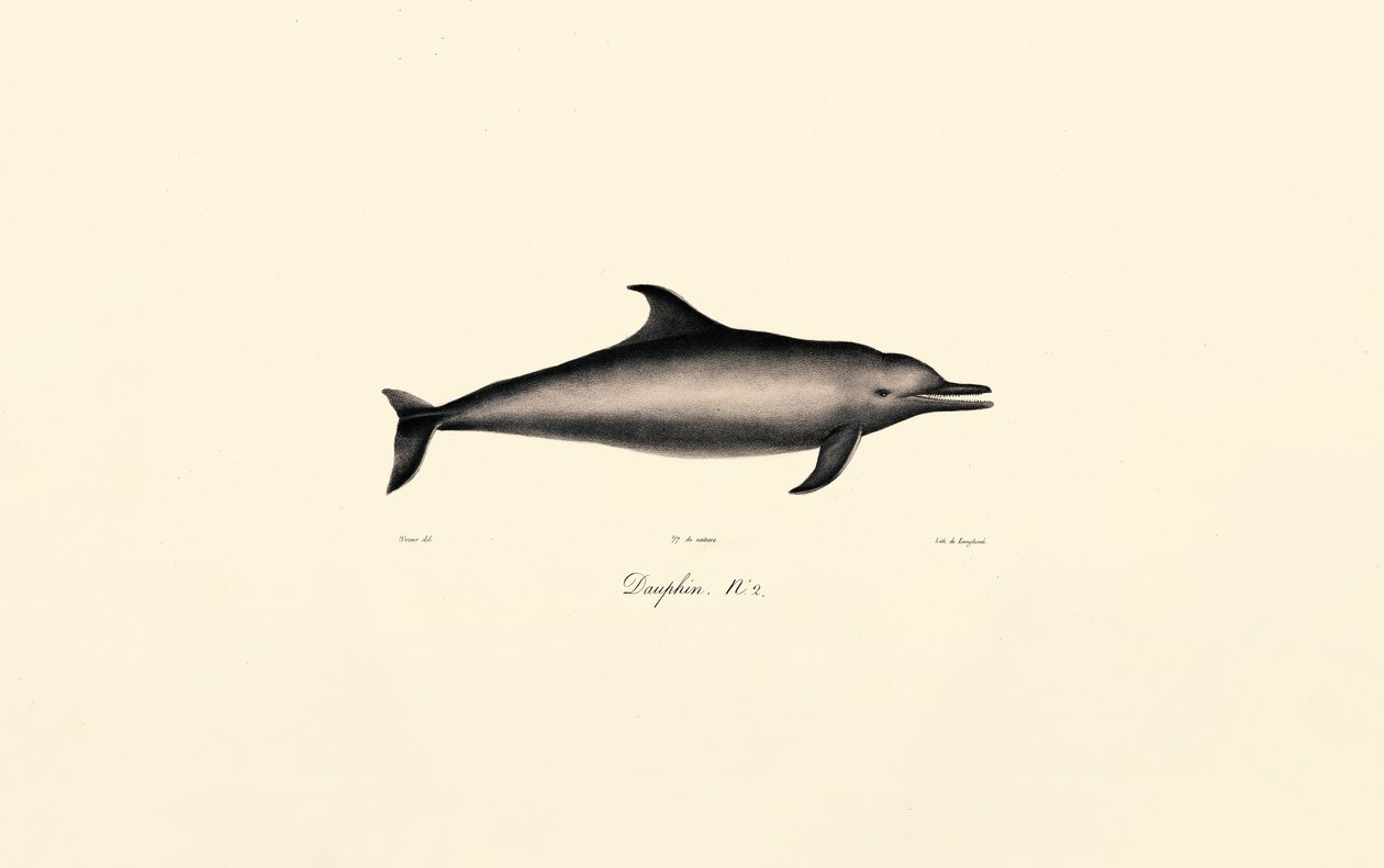 Delfino comune (Delphinus delphis) da Jacques Christophe Werner