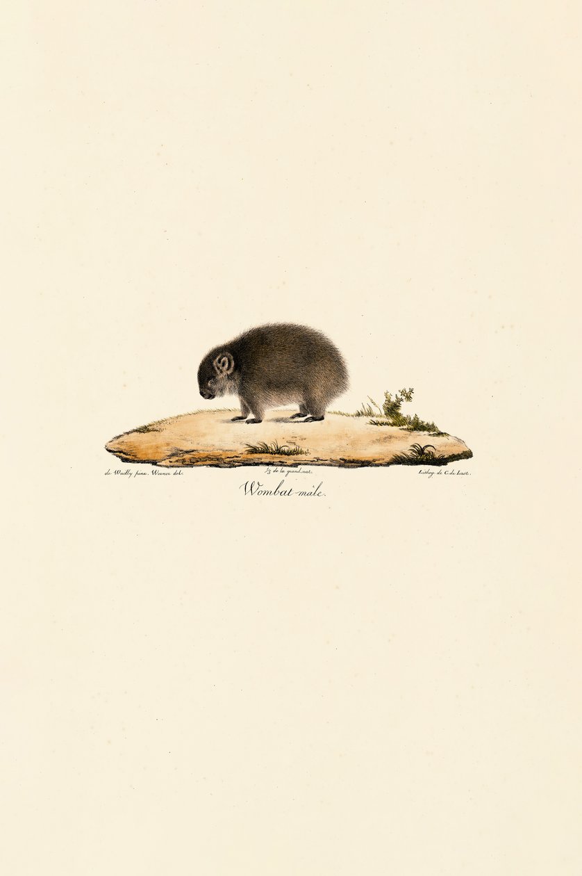 Vombato comune (maschio) da Jacques Christophe Werner