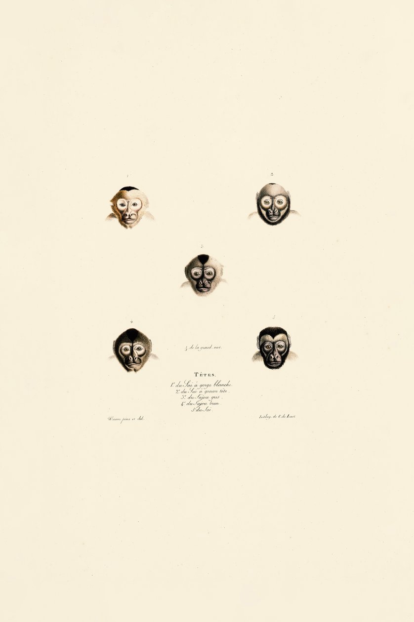 Facce comparate di diverse specie di scimmie da Jacques Christophe Werner