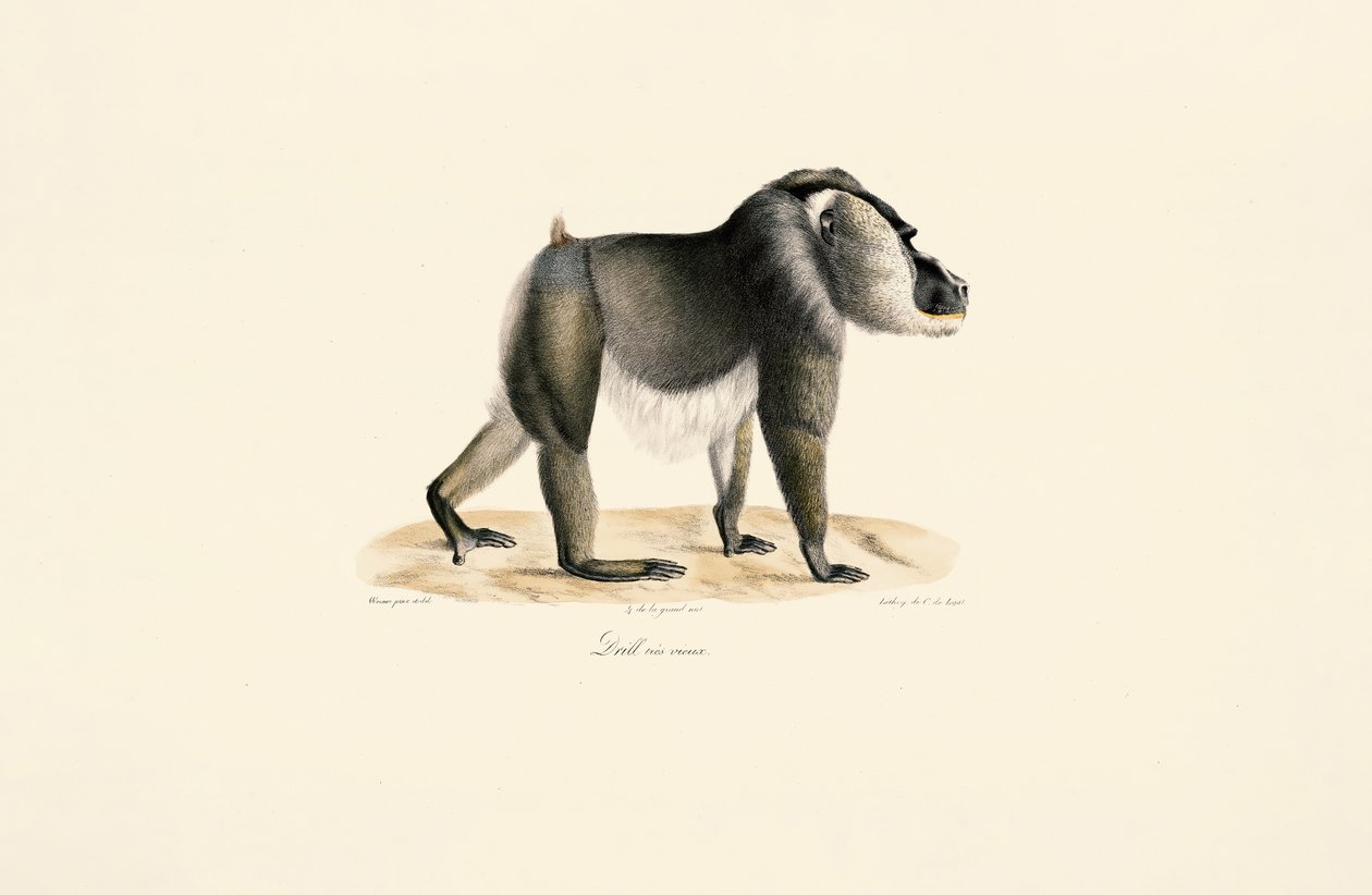  da Jacques Christophe Werner