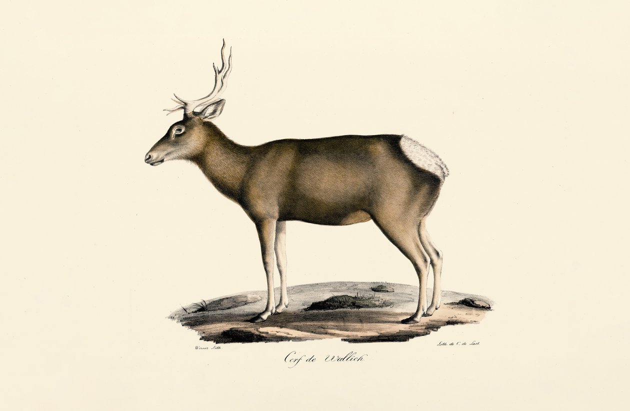 Alce - Maschio da Jacques Christophe Werner