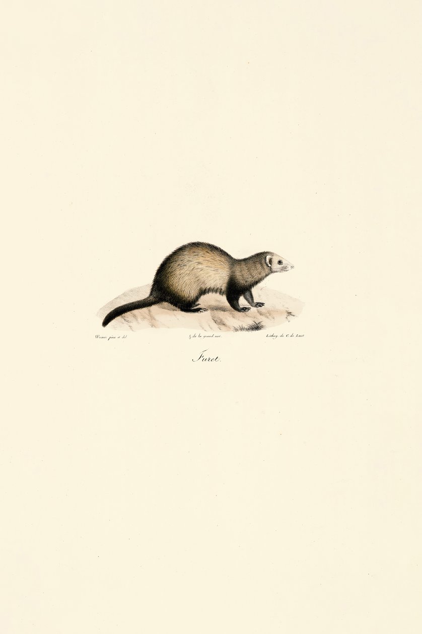  da Jacques Christophe Werner