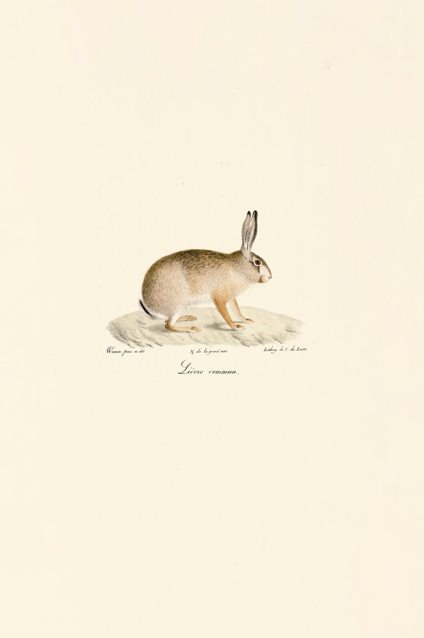 Lepre europea da Jacques Christophe Werner