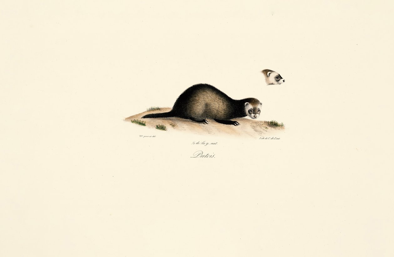  da Jacques Christophe Werner