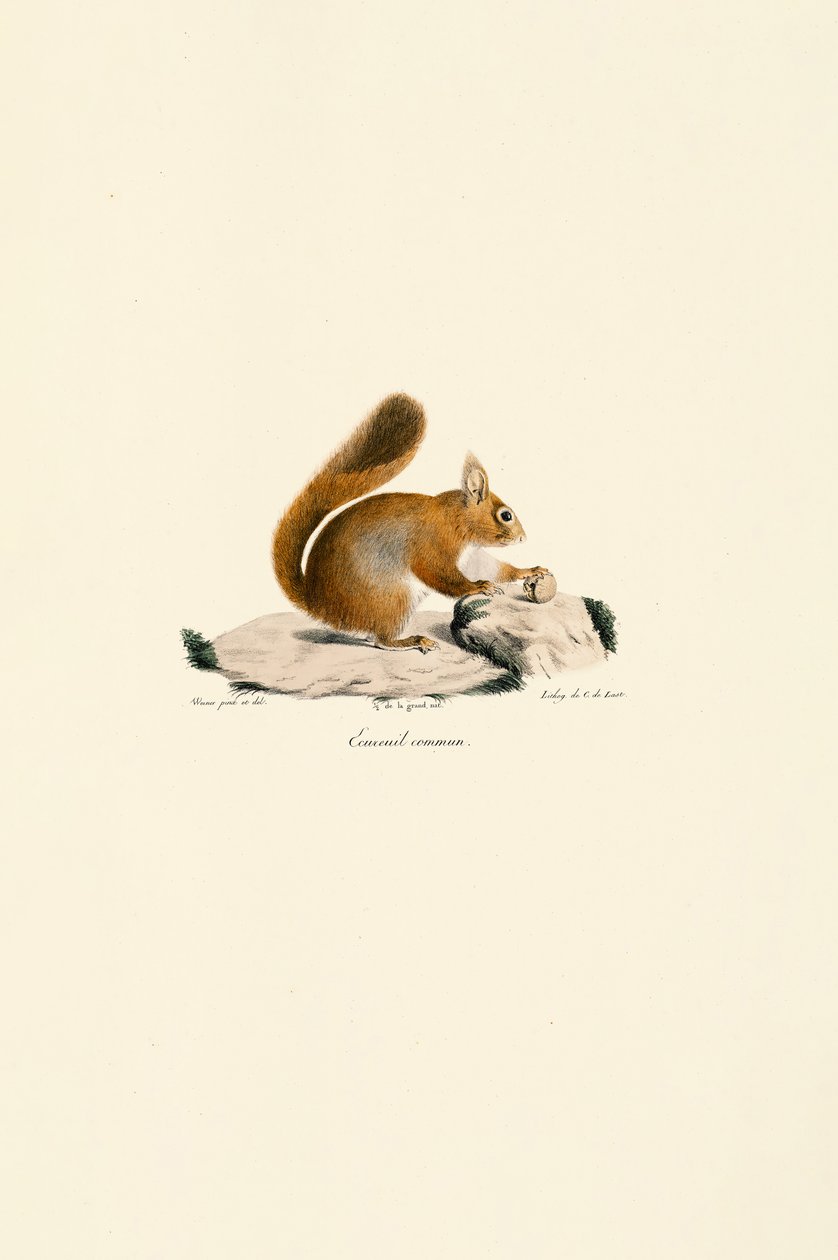 Scoiattolo rosso europeo da Jacques Christophe Werner