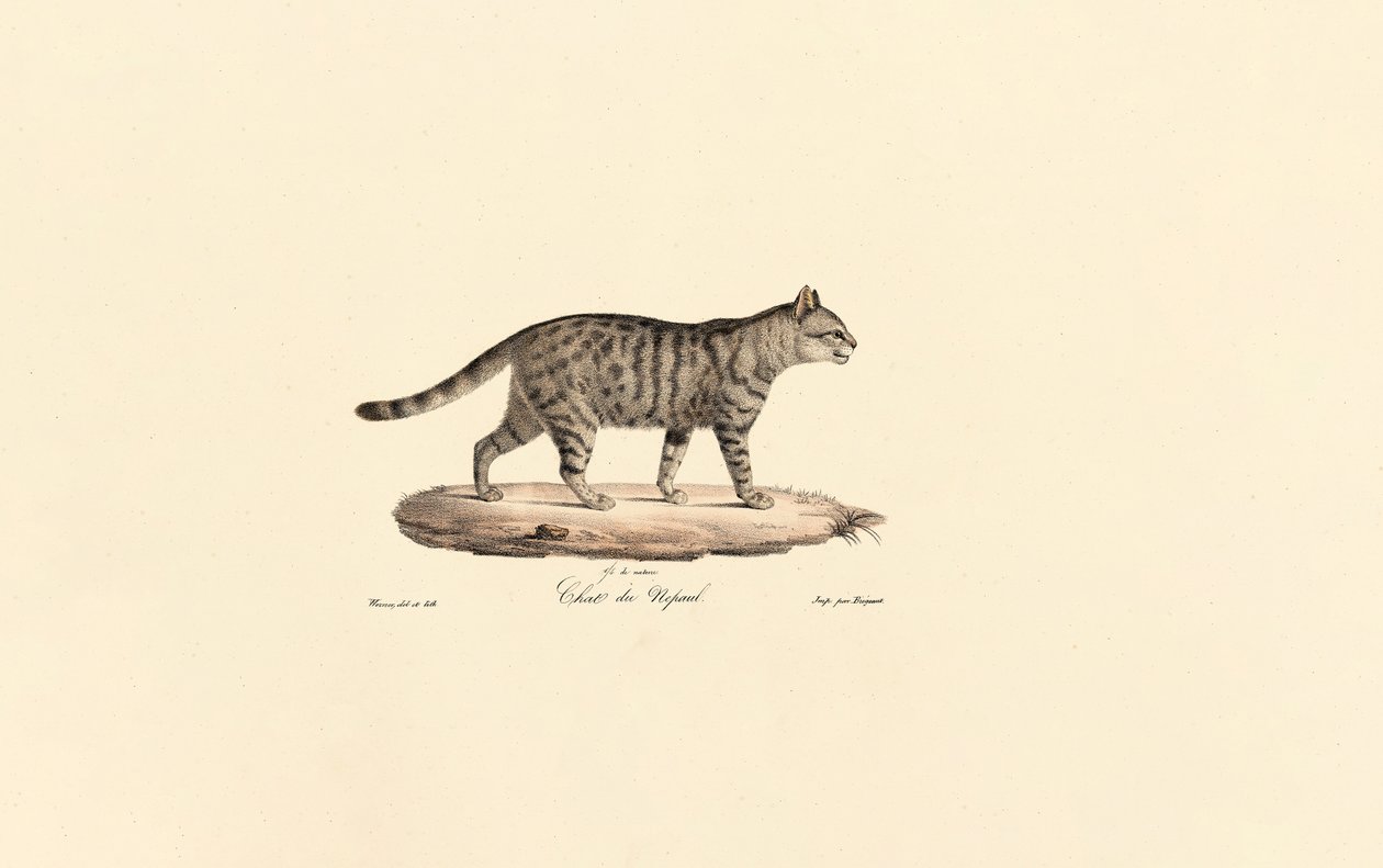 Gatto selvatico europeo (Felis silvestris) da Jacques Christophe Werner