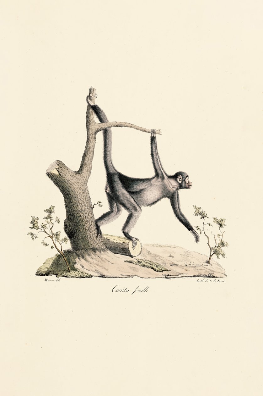  da Jacques Christophe Werner