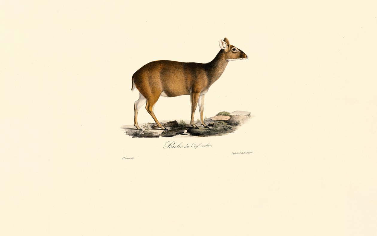 Femmina di Muntjac indiano (cervo) da Jacques Christophe Werner