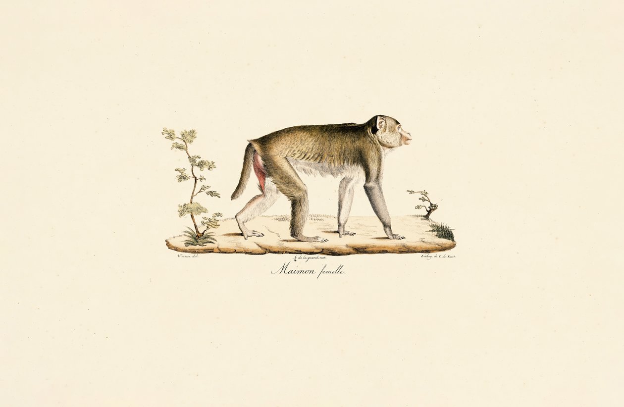  da Jacques Christophe Werner