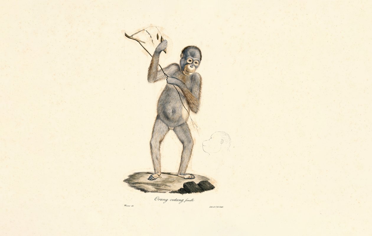  da Jacques Christophe Werner