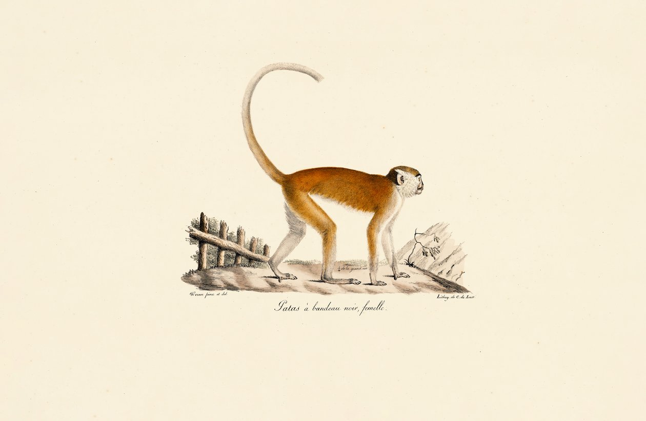  da Jacques Christophe Werner