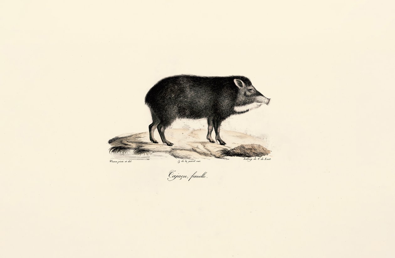 Female Peccary da Jacques Christophe Werner