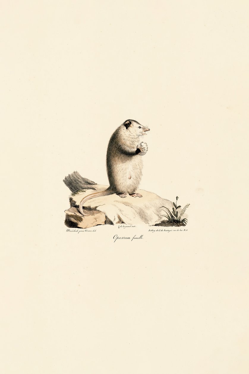  da Jacques Christophe Werner