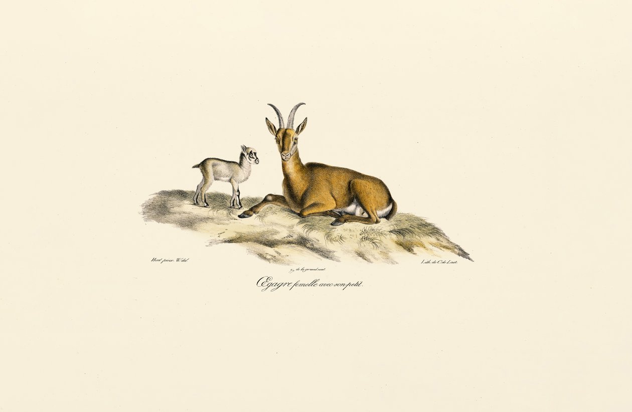 Capra selvatica femmina con capretto da Jacques Christophe Werner