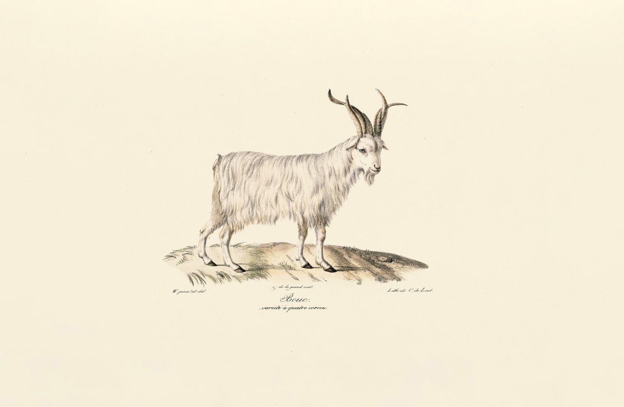 Capra domestica a quattro corna da Jacques Christophe Werner