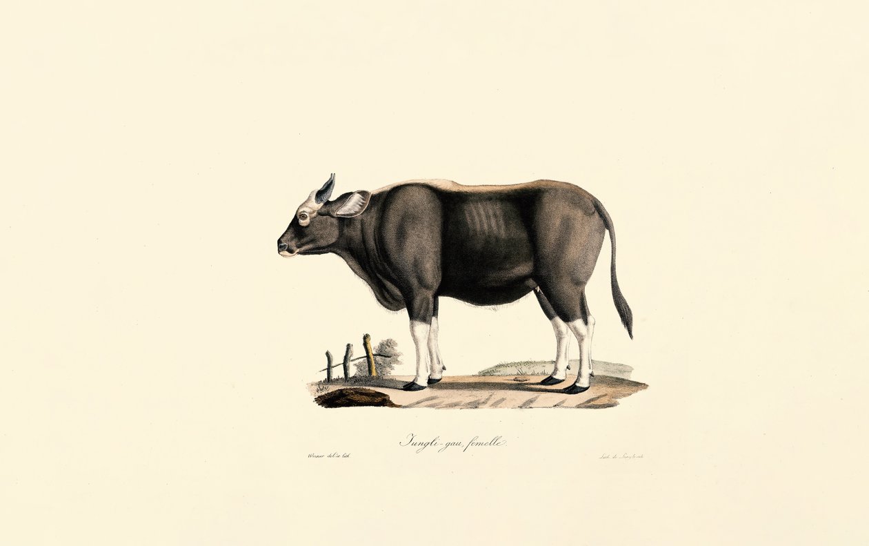 Gaur femmina da Jacques Christophe Werner