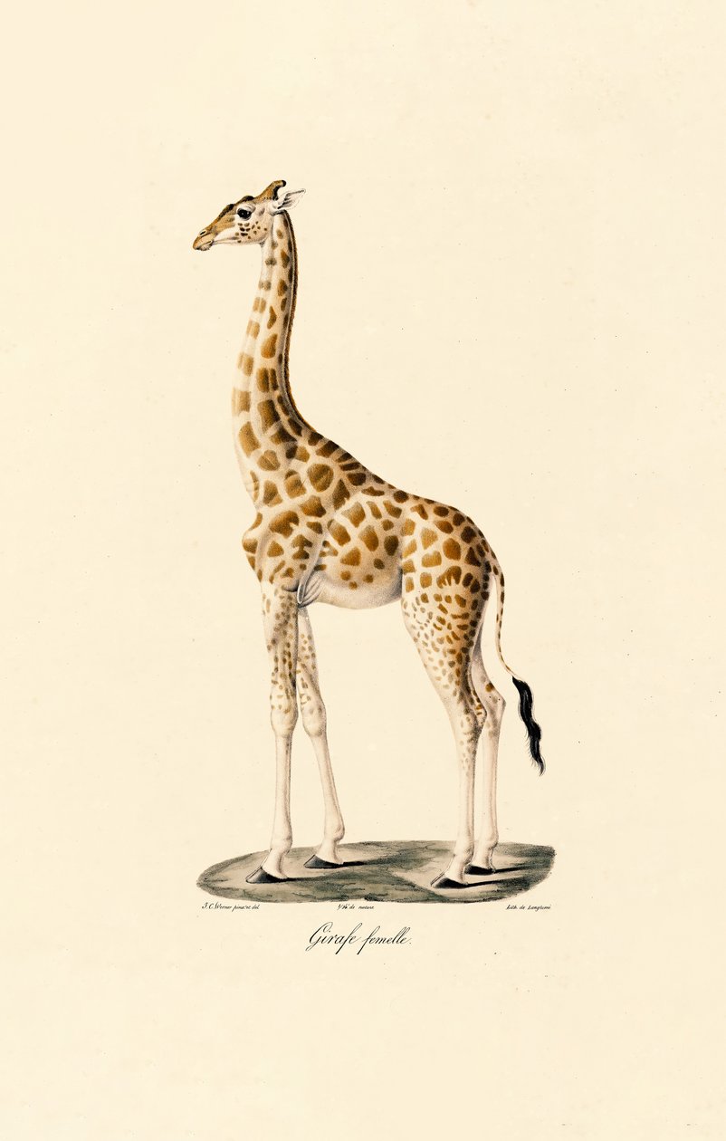  da Jacques Christophe Werner