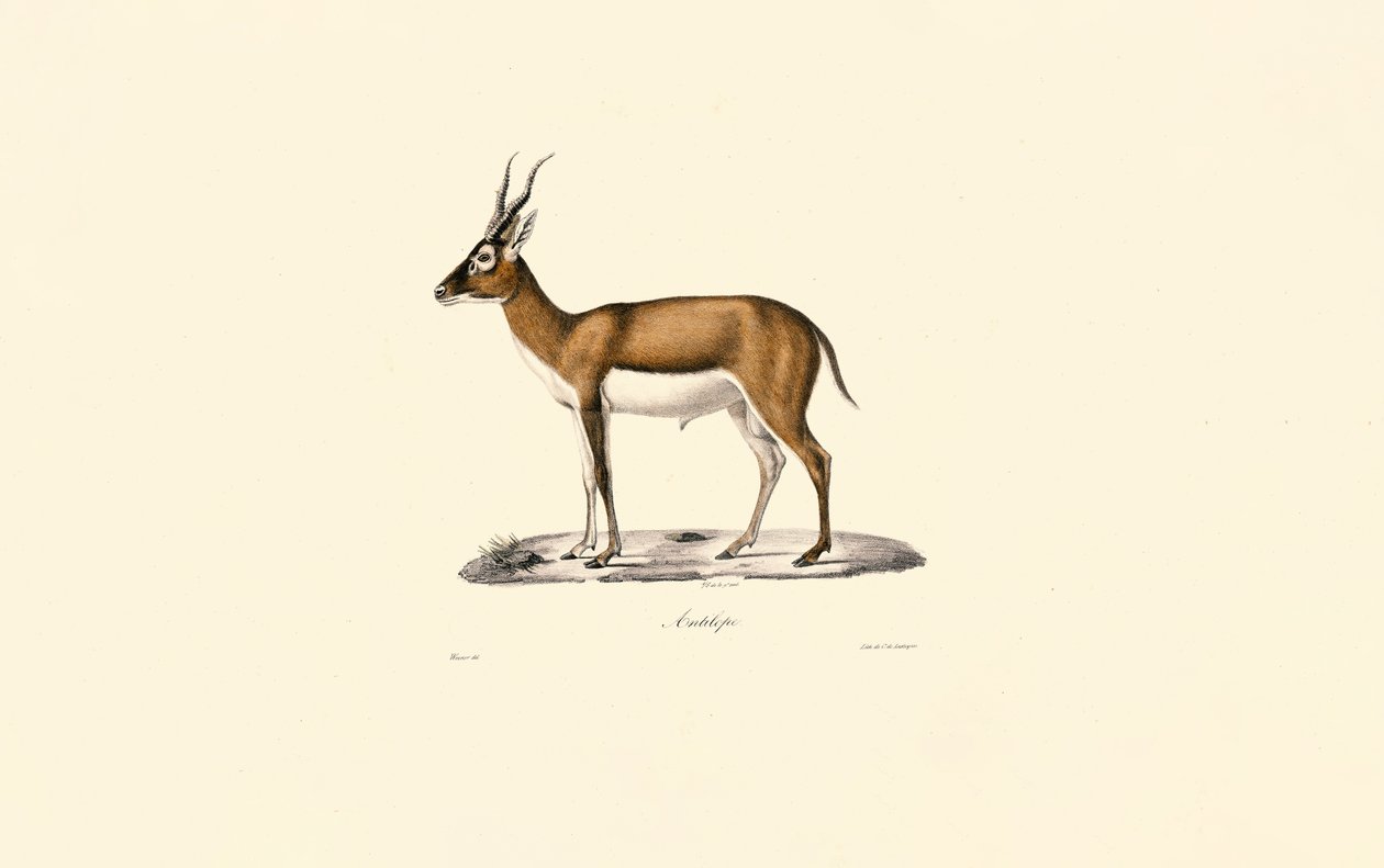 Gazzella gozzovigliante da Jacques Christophe Werner