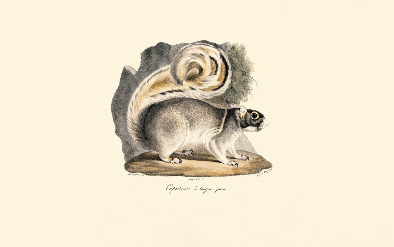 Scoiattolo di terra dalla coda dorata da Jacques Christophe Werner