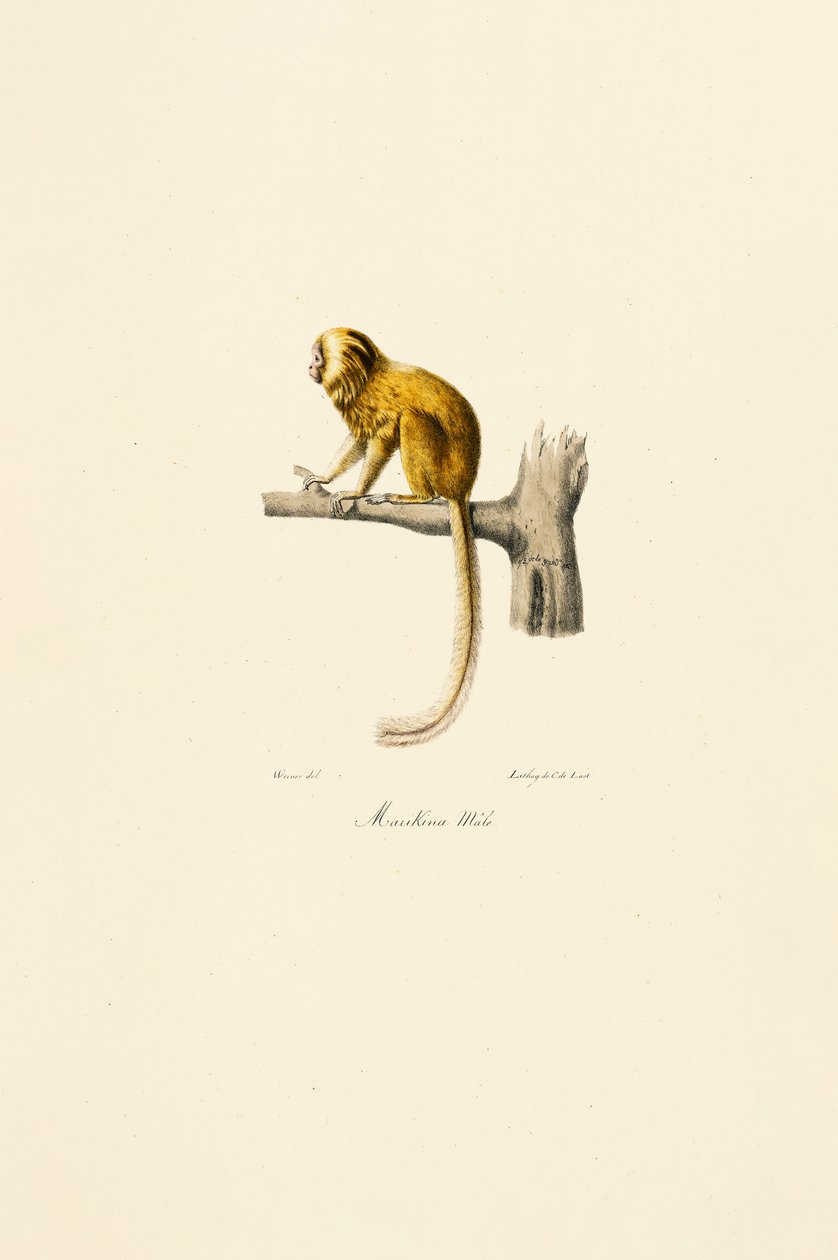  da Jacques Christophe Werner