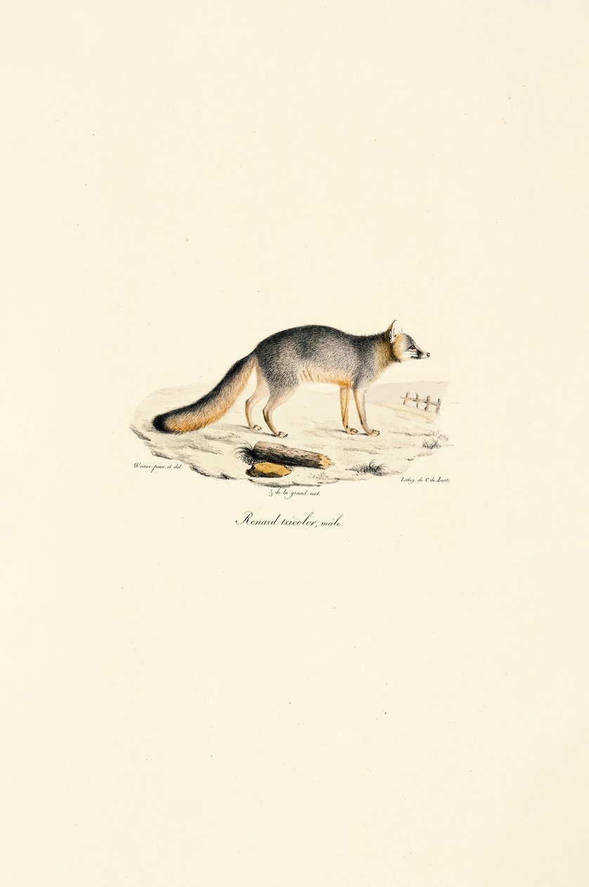 Maschio di volpe grigia (Urocyon cinereoargenteus) da Jacques Christophe Werner