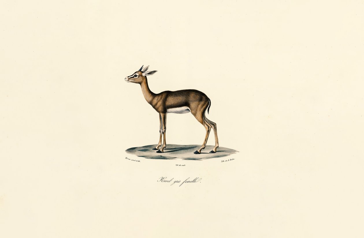 Cannaiola grigia (femmina) da Jacques Christophe Werner