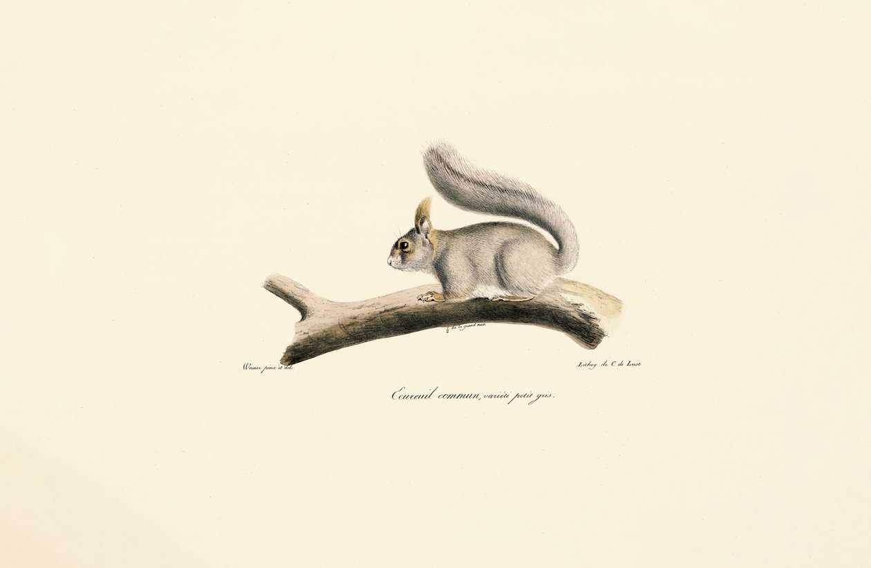 Scoiattolo grigio (variante dello scoiattolo europeo) da Jacques Christophe Werner