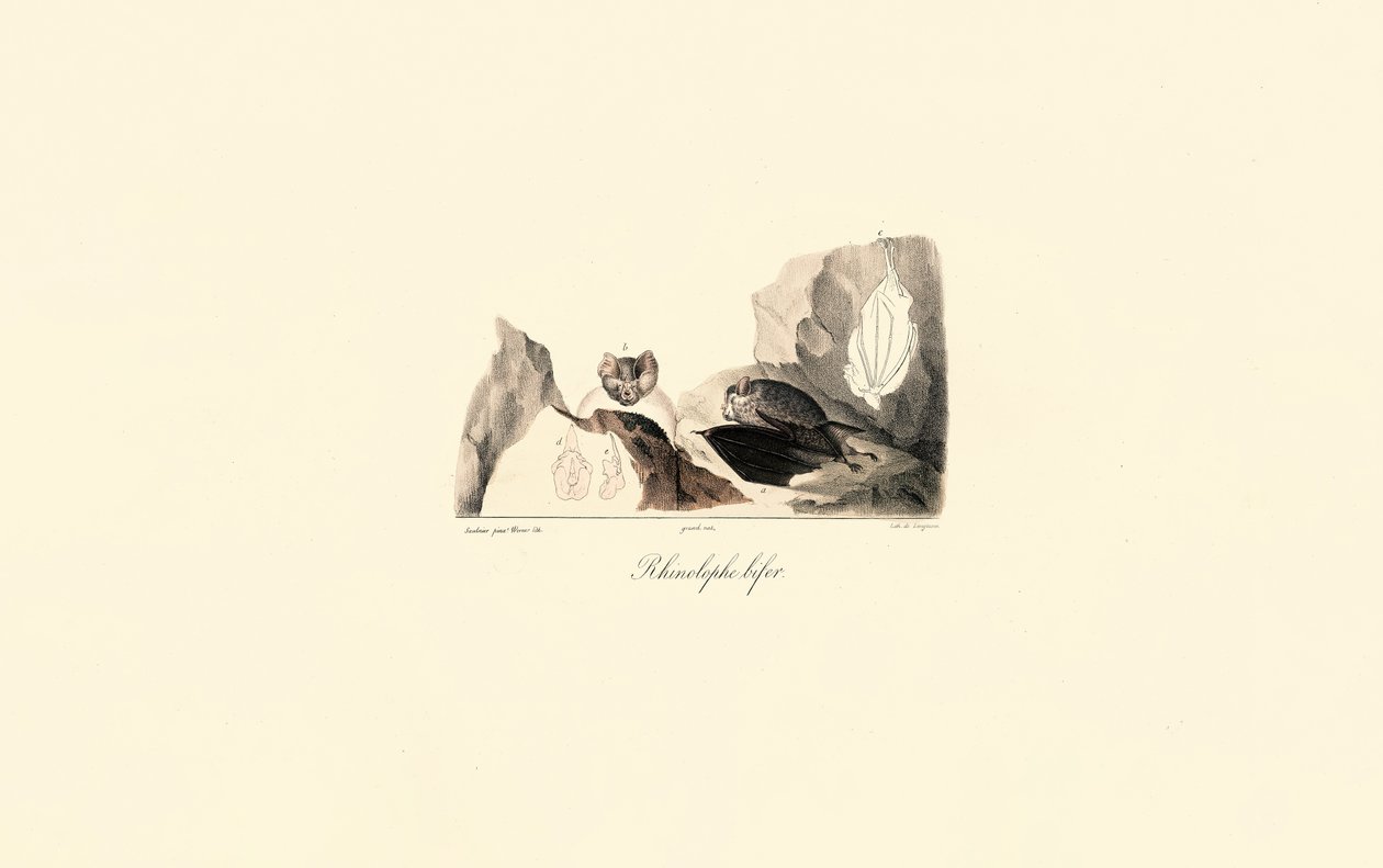  da Jacques Christophe Werner