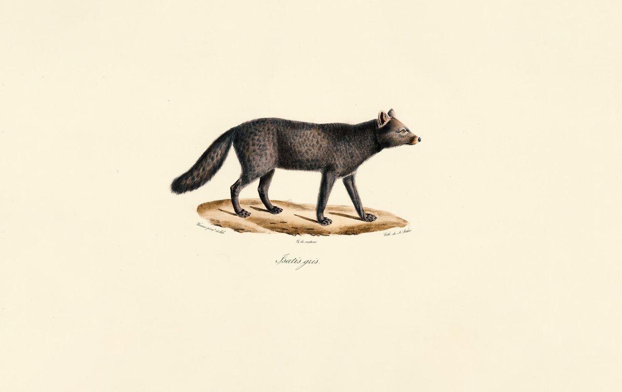 Suricato grigio da Jacques Christophe Werner