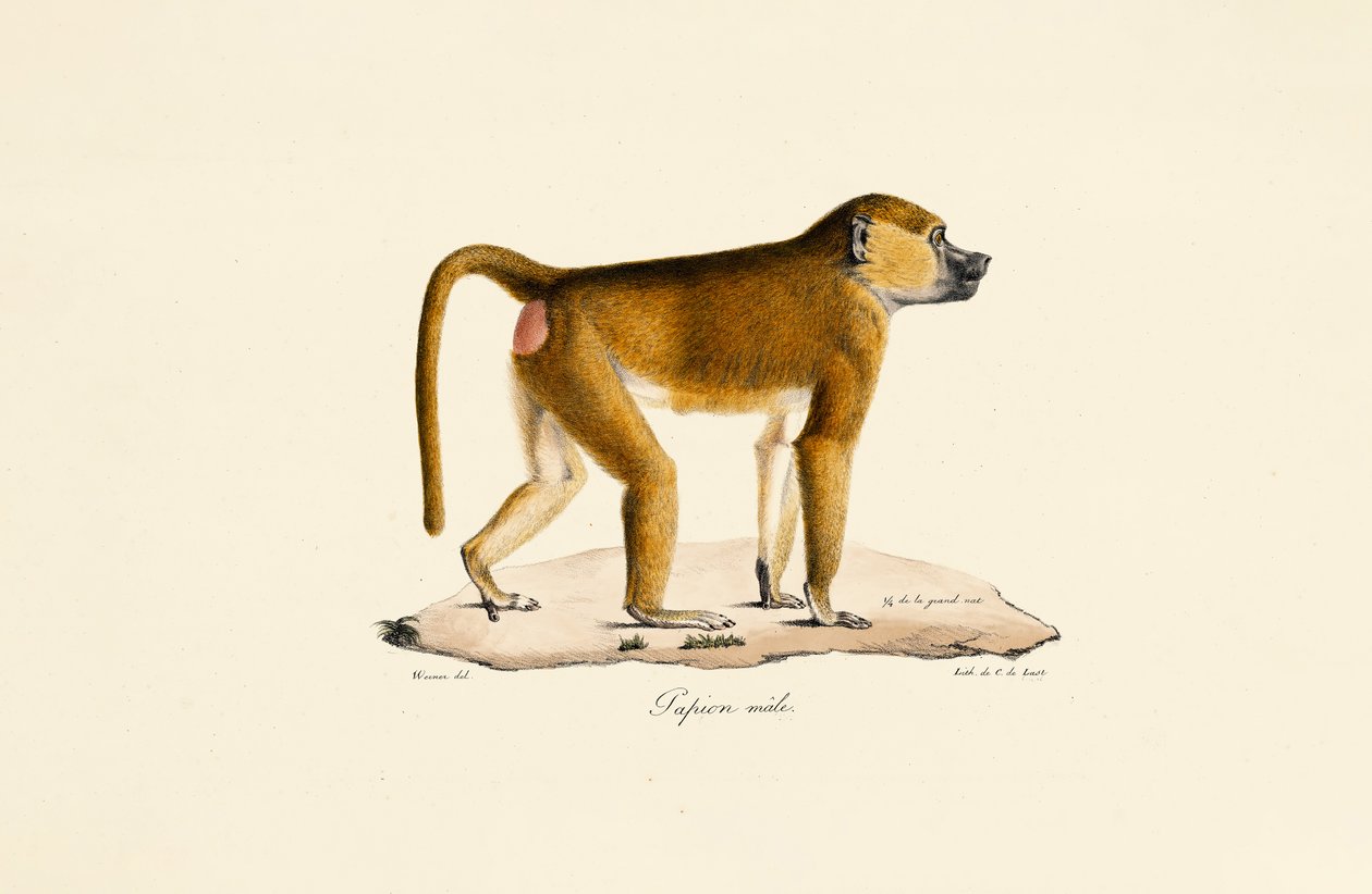 Babbuino di Guinea (maschio) da Jacques Christophe Werner
