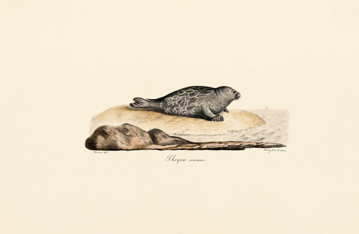 Foca di porto da Jacques Christophe Werner