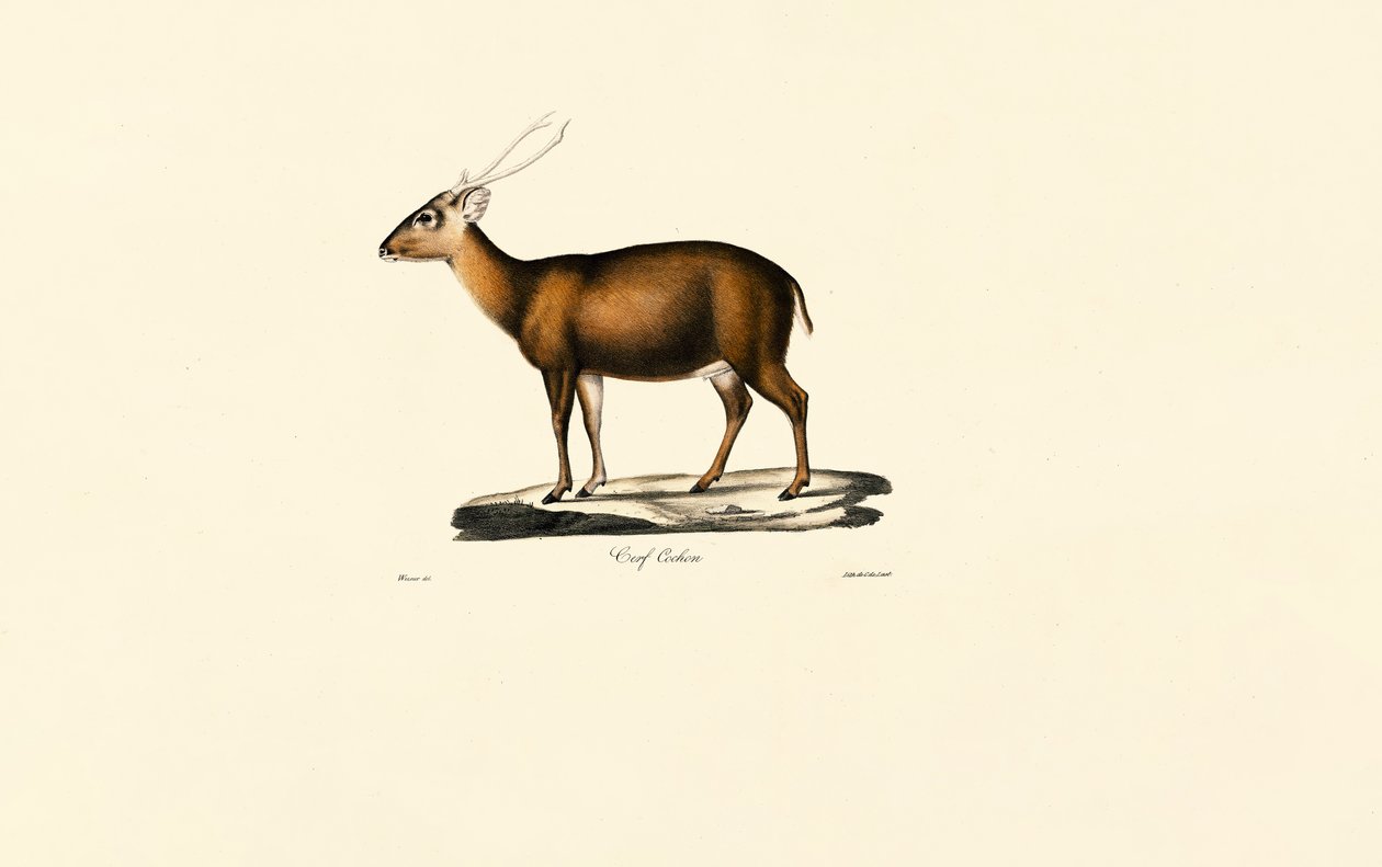 Muntjac indiano (Cerf Cochon) da Jacques Christophe Werner