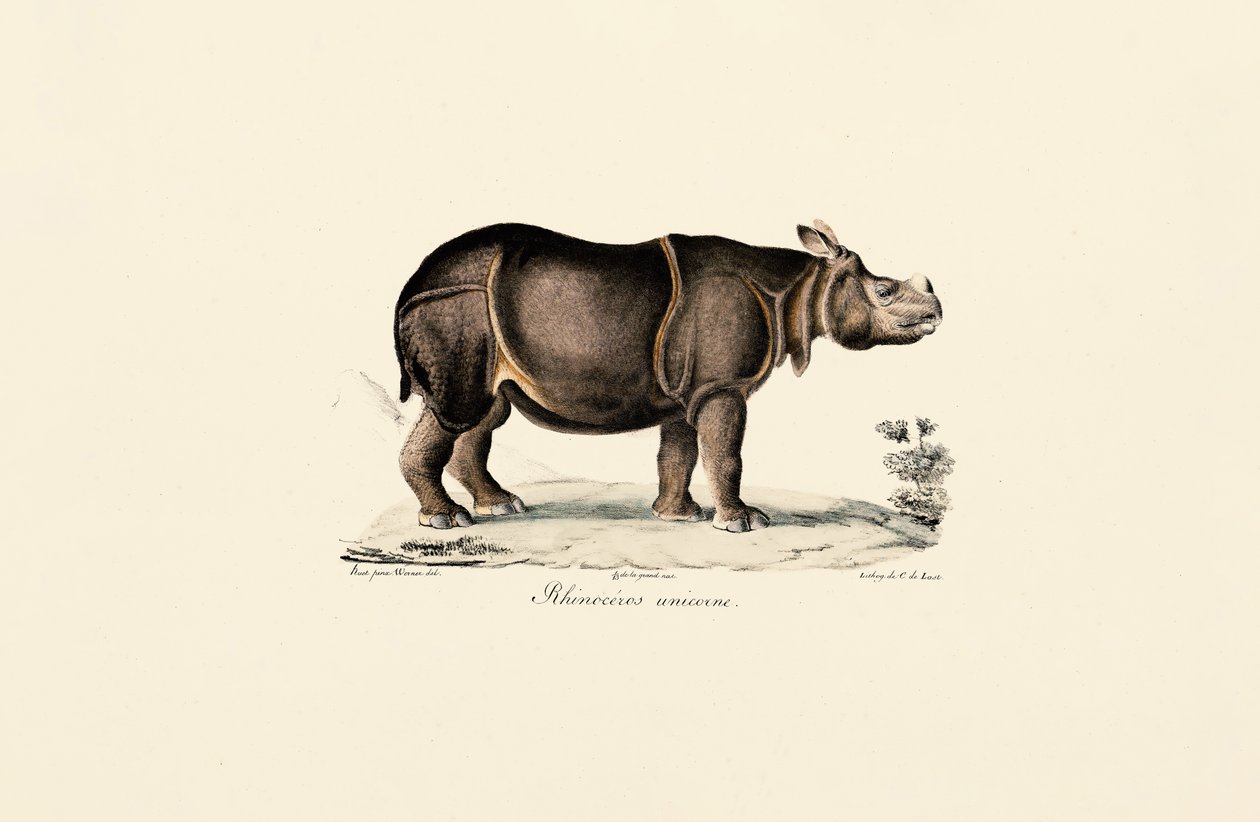 Rinoceronte indiano da Jacques Christophe Werner