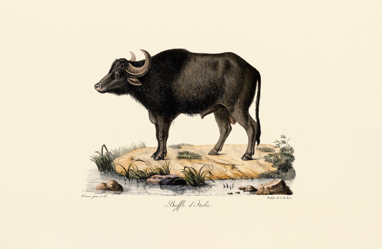 Bufalo d