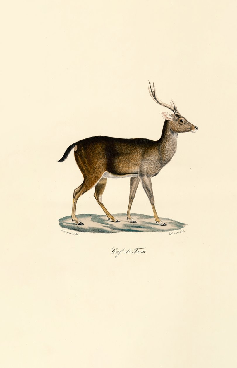 Javan Rusa da Jacques Christophe Werner